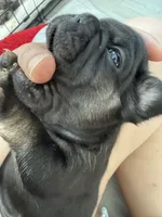 Bear, a male French Bulldog for sale in Goose Creek, SC – 5 of 10