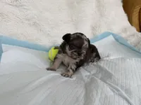 Brownie, a female French Bulldog for sale in Goose Creek, SC – 7 of 8