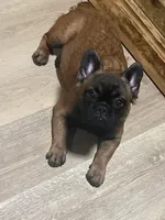 Female fluffy, a female French Bulldog for sale in Goose Creek, SC – Photo 1 of 2