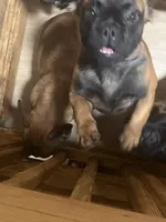 Female fluffy, a female French Bulldog for sale in Goose Creek, SC – Photo 2 of 2