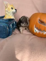 Brownie, a female French Bulldog for sale in Goose Creek, SC – 4 of 8