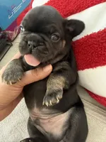 Bear, a male French Bulldog for sale in Goose Creek, SC – 2 of 10