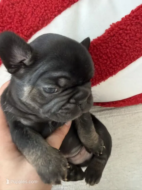 Bear – French Bulldog puppy for sale in Goose Creek, SC