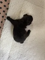 Brindle male, a male French Bulldog for sale in Goose Creek, SC – Photo 3 of 3