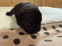 Brindle male, a male French Bulldog for sale in Goose Creek, SC – Photo 2 of 3