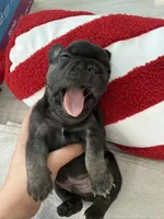 Bear, a male French Bulldog for sale in Goose Creek, SC – 3 of 10