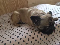 Piper, a female French Bulldog for sale in Goose Creek, SC – 2 of 4