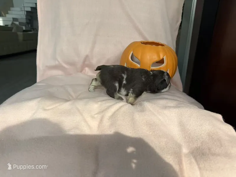 Brownie – French Bulldog puppy for sale in Goose Creek, SC