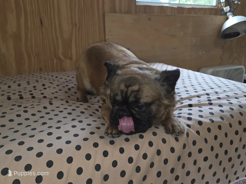 Piper – French Bulldog puppy for sale in Goose Creek, SC