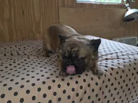 Piper, a female French Bulldog for sale in Goose Creek, SC – 1 of 4