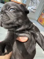 Luna, a female French Bulldog for sale in Goose Creek, SC – 7 of 10