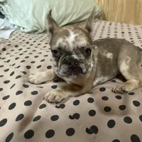 Female Merle, a female French Bulldog for sale in Goose Creek, SC – Photo 3 of 6