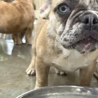 Female Merle, a female French Bulldog for sale in Goose Creek, SC – Photo 1 of 6