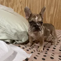 Female Merle, a female French Bulldog for sale in Goose Creek, SC – Photo 6 of 6