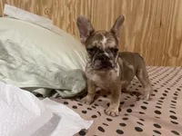 processed/44b2411c-d440-4ead-8aab-bd45c198900d/listing/6e9d5a3f-0ae5-4477-87f6-205261fd9bbf/7017817d-6ba3-4a8a-9f48-a6b772773658