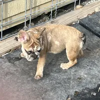 Female Merle, a female French Bulldog for sale in Goose Creek, SC – Photo 2 of 6