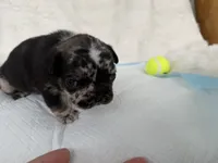 Sesame, a male French Bulldog for sale in Goose Creek, SC – 8 of 8