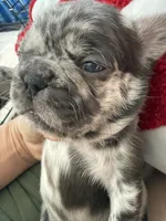 Coco, a female French Bulldog for sale in Goose Creek, SC – 3 of 8
