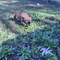 Lobo, a male French Bulldog for sale in Goose Creek, SC – Photo 6 of 8