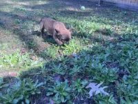 Lobo, a male French Bulldog for sale in Goose Creek, SC – Photo 6 of 8