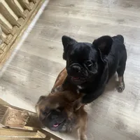 Lobo, a male French Bulldog for sale in Goose Creek, SC – Photo 2 of 8