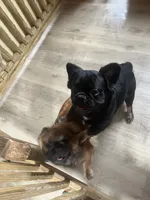 Lobo, a male French Bulldog for sale in Goose Creek, SC – Photo 2 of 8