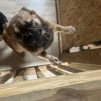 Lobo, a male French Bulldog for sale in Goose Creek, SC – Photo 4 of 8