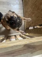 Lobo, a male French Bulldog for sale in Goose Creek, SC – Photo 4 of 8