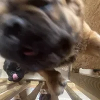 Lobo, a male French Bulldog for sale in Goose Creek, SC – Photo 8 of 8