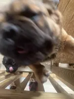 Lobo, a male French Bulldog for sale in Goose Creek, SC – Photo 8 of 8