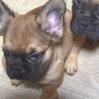 Lobo, a male French Bulldog for sale in Goose Creek, SC – Photo 5 of 8