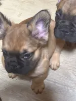 Lobo, a male French Bulldog for sale in Goose Creek, SC – Photo 5 of 8