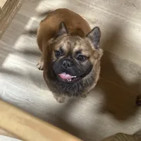 Lobo, a male French Bulldog for sale in Goose Creek, SC – Photo 1 of 8