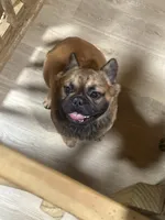 Lobo, a male French Bulldog for sale in Goose Creek, SC – Photo 1 of 8