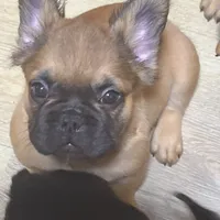 Lobo, a male French Bulldog for sale in Goose Creek, SC – Photo 7 of 8