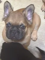 Lobo, a male French Bulldog for sale in Goose Creek, SC – Photo 7 of 8