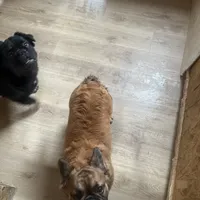 Lobo, a male French Bulldog for sale in Goose Creek, SC – Photo 3 of 8