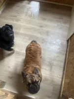 Lobo, a male French Bulldog for sale in Goose Creek, SC – Photo 3 of 8