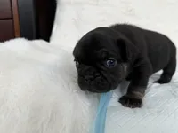 Bear, a male French Bulldog for sale in Goose Creek, SC – 9 of 10