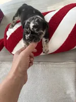 Sesame, a male French Bulldog for sale in Goose Creek, SC – 6 of 8