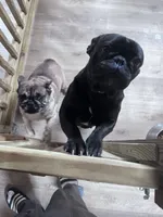 Bibi, a female French Bulldog for sale in Goose Creek, SC – Photo 2 of 3