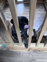 Bibi, a female French Bulldog for sale in Goose Creek, SC – Photo 3 of 3