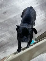 Bibi, a female French Bulldog for sale in Goose Creek, SC – Photo 1 of 3