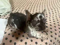 Dark Merle female, a female French Bulldog for sale in Goose Creek, SC – Photo 3 of 4