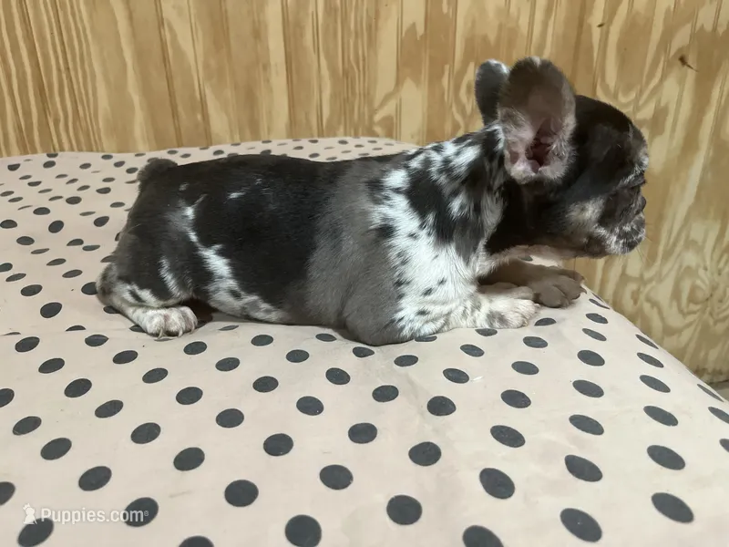 Dark Merle female, a female French Bulldog for sale in Goose Creek, SC – Photo 1 of 4