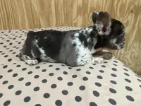 Dark Merle female, a female French Bulldog for sale in Goose Creek, SC – Photo 1 of 4