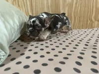 Dark Merle female, a female French Bulldog for sale in Goose Creek, SC – Photo 2 of 4