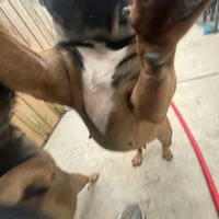 Alayna, a female English Bulldog and French Bulldog for sale in Goose Creek, SC – Photo 2 of 10