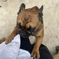 Alayna, a female English Bulldog and French Bulldog for sale in Goose Creek, SC – Photo 4 of 10