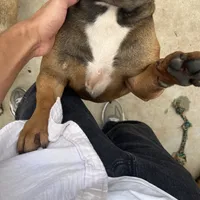 Alayna, a female English Bulldog and French Bulldog for sale in Goose Creek, SC – Photo 1 of 10